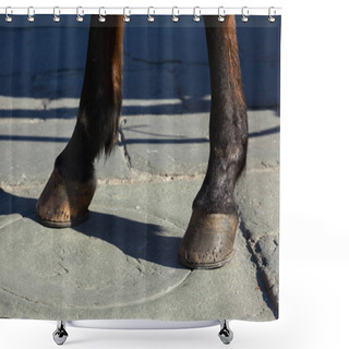 Personality  Horse Hooves On The Flagstones Shower Curtains