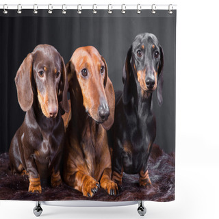 Personality  Three Dachshund Dogs Shower Curtains
