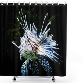 Personality  Zebra Lion Fish In Black Aquarium Background Shower Curtains