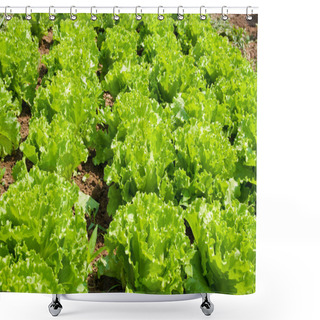 Personality  Lettuce Shower Curtains