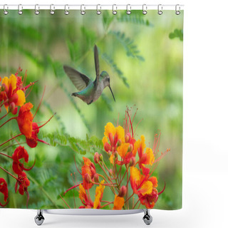 Personality  Green Anna's Hummingbird Hovering Over Colorful Flowers Shower Curtains