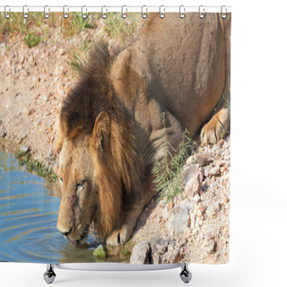 Personality  Lion (panthera Leo) Drinking Water Shower Curtains