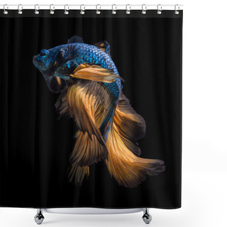 Personality  Colourful Betta Fish,Siamese Fighting Fish In Movement Shower Curtains