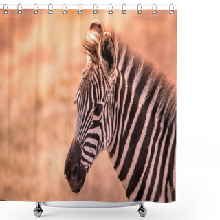 Personality  Young Baby Zebra With Pattern Of Black And White Stripes. Wildlife Scene From Nature In Savannah, Africa. Safari In National Park Of Tanzania. Shower Curtains