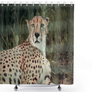 Personality  Close Up View Of Beautiful Cheetah Animal Resting On Green Grass At Zoo Shower Curtains