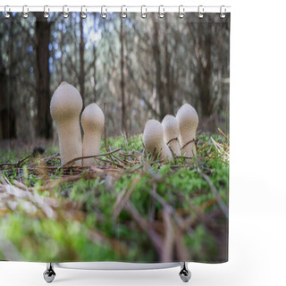 Personality  Puffball Mushrooms In The Forest. Selective Focus. Blurred Background. Shower Curtains