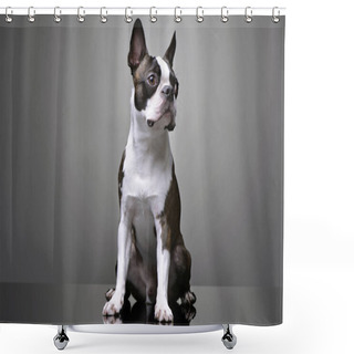 Personality  Studio Shot Of An Adorable Boston Terrier Sitting On Grey Background. Shower Curtains