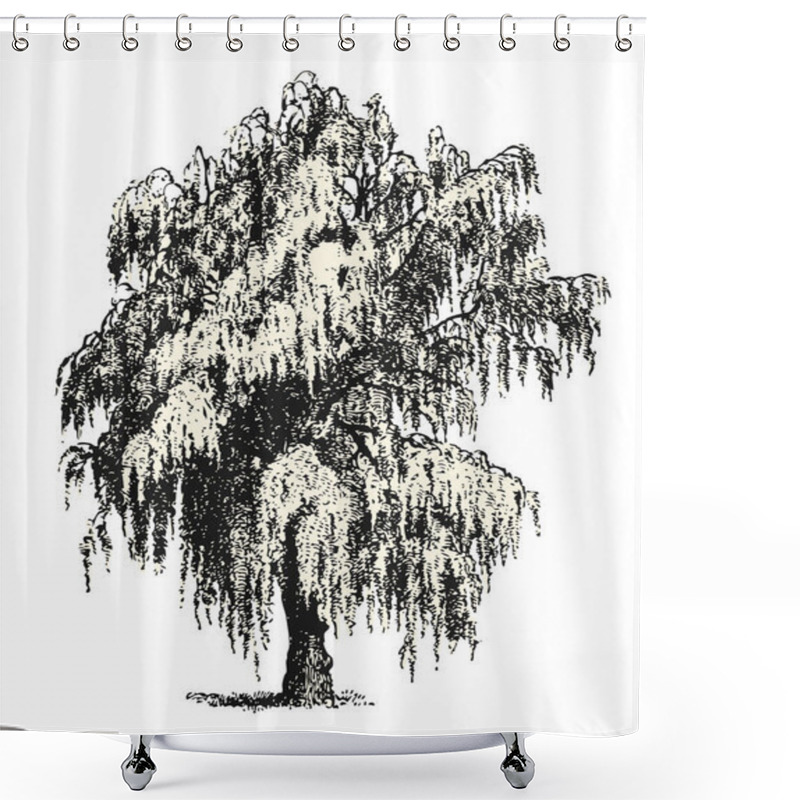 Personality  Vintage Vector Drawings / Design Elements: Mourning / Weeping Willow Or Birch Sketch Isolated On White, Background / Filling Is A Separate Path / Object Shower Curtains