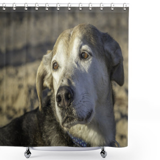 Personality  Dog On The Beach Shower Curtains