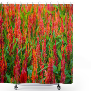 Personality  Red Flower Celosia Field Of Inflorescences. Shower Curtains