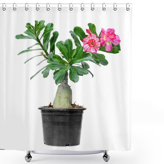 Personality  Tree Adenium On Black Pot Isolated Shower Curtains