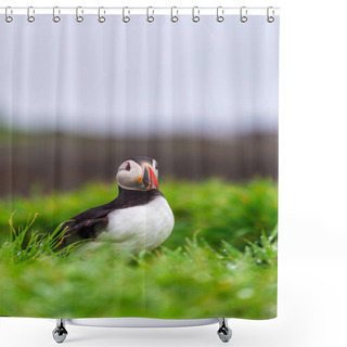 Personality  Puffin Colony On Lunga Island Shower Curtains