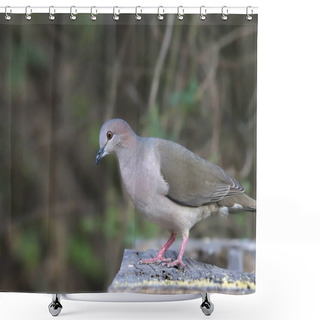 Personality  White-tipped Dove (leptotila Verreauxi) Perched On Platform Bird Feeder Shower Curtains