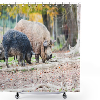 Personality  Pigs Of The Mangalica Breed In The Field Shower Curtains