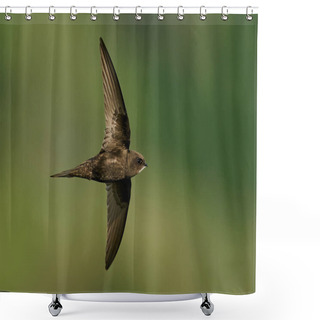 Personality  Common Swift In Flight In Its Natural Enviroment In Denmark Shower Curtains