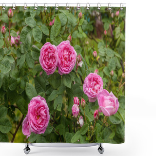 Personality  Rosa Centifolia Shower Curtains