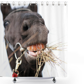 Personality  Horse Chewing Hay Shower Curtains