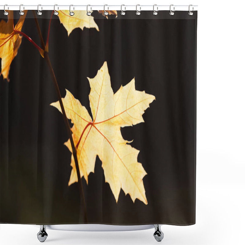 Personality  Yellow Maple Leaves On Branches At Fall Shower Curtains