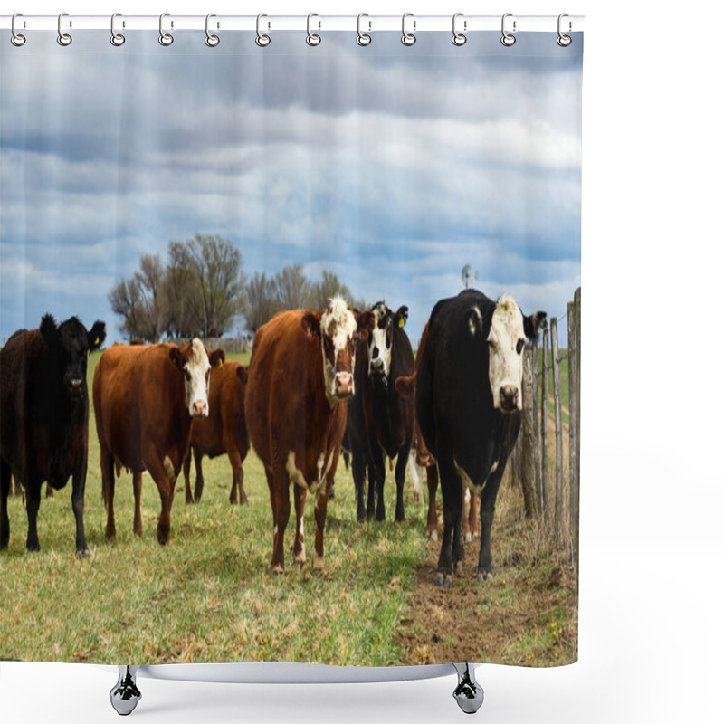 Personality  Cattle And  Calf Sucking, Argentine Countryside,La Pampa Provinc Shower Curtains