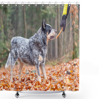Personality  Happy Cattle Dog Fetching A Stick In Colorful Autumn Forest. Dog Portrait With Shallow Leaves Background Shower Curtains