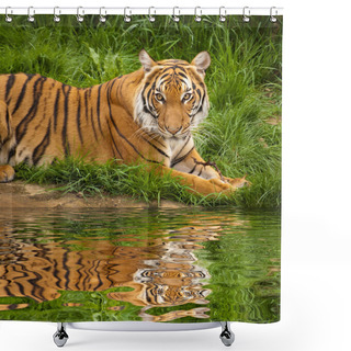 Personality  Tiger Near The Water Shower Curtains