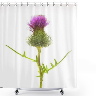 Personality  Cotton Thistle (Onopordum Acanthium), Medicinal Plant Closeup, Fauna At White Background Shower Curtains