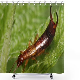 Personality  Insect (Forficula Auricularia) Close Up Shower Curtains