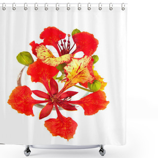 Personality  Closeup Pride Of Barbados, Isolated  Shower Curtains