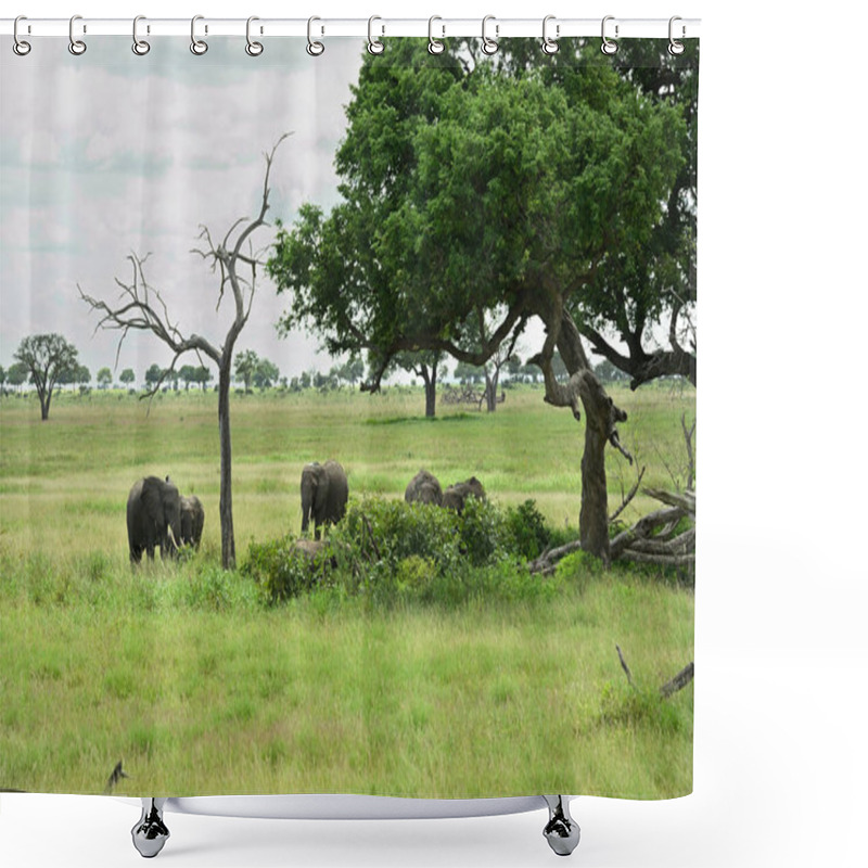 Personality  African Elephant Family Roaming In Tanzania Green Savanah During Rainy Season Shower Curtains