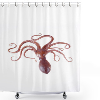 Personality  Octopus Is A Kind Of Sea Animals, Tastes Very Delicious.A Close-up Shower Curtains