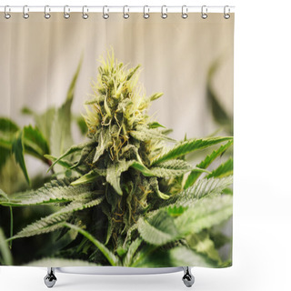 Personality  Marijuana Flower Shower Curtains