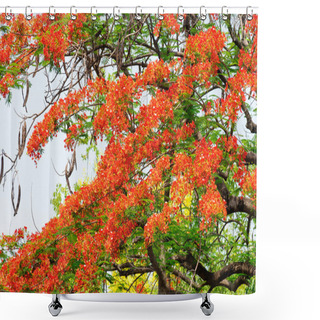 Personality  Flam-boyant, The Flame Tree, Royal Poinciana, Blooming In Summer Shower Curtains