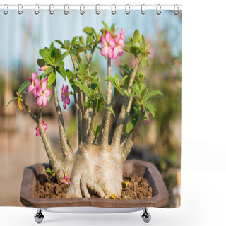 Personality  Adenium Or Desert Rose In Flower Pot Shower Curtains