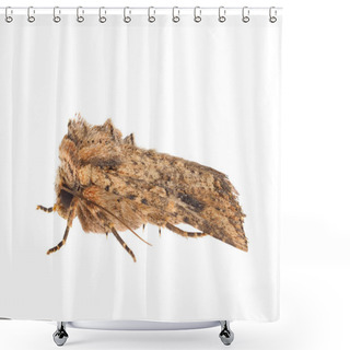 Personality  Nutmeg Moth Isolated On White Background, Hadula Trifolii Shower Curtains