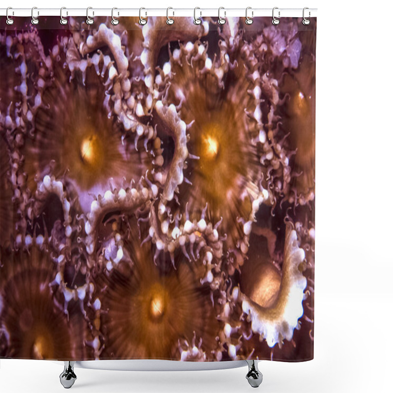 Personality  Zoanthids Shower Curtains
