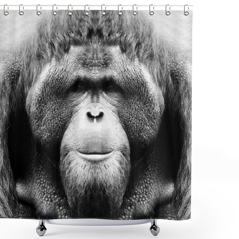 Personality  A Beautiful Black And White Portrait Of A Monkey At Close Range That Looks At The Camera. Orangutan Shower Curtains