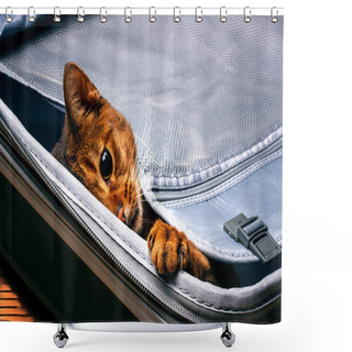 Personality  Abyssinian Cat In The Bag Shower Curtains