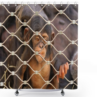 Personality  Chimpanzee (Pan Troglodytes) Sorrowful Baby Monkey In A Cage Shower Curtains