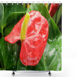 Personality  Red Anthurium Shower Curtains