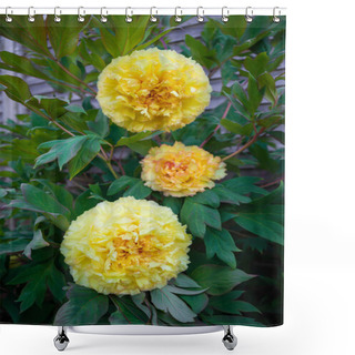 Personality  Itoh Hybrid Peony Yellow Bartzella In Garden. Shower Curtains
