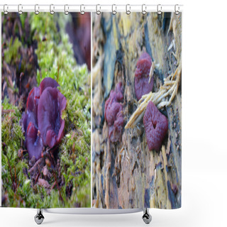 Personality  Ascocoryne Sarcoides Fungus  Shower Curtains