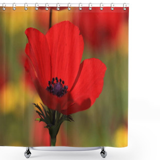 Personality  Anemone Red Flowers In Spring In Israel Shower Curtains