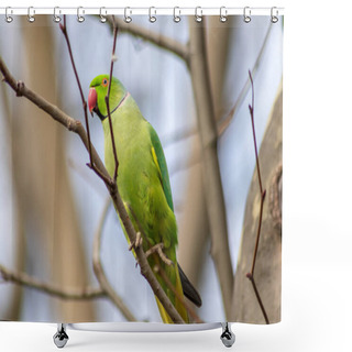 Personality  Ring-necked Parakeets Breeding In A Breeding Burrow In A Tree Sitting On A Branch In Spring To Lay Eggs For Little Fledglings With Green Feathers And A Red Beak As Exotic Parrots Psittacula Krameri Shower Curtains