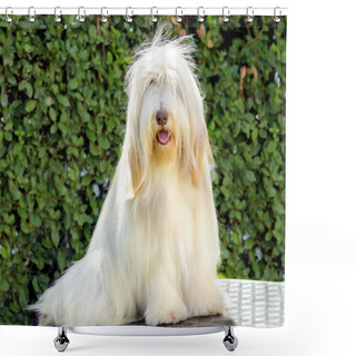 Personality  Bearded Collie Shower Curtains