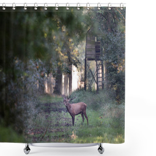 Personality  Red Deer Roaring In Forest Shower Curtains