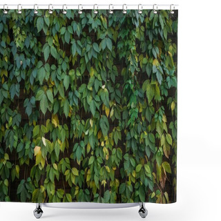 Personality  Green Leaves Background Shower Curtains