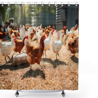 Personality  Free-range Laying Hens On A Mini-farm. Sunny Day Shower Curtains