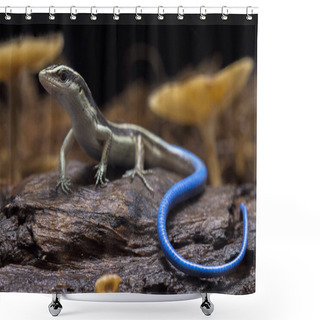 Personality  Emoia Caeruleocauda, (Blue Tailed Skink) Commonly Known As The Pacific Bluetail Skink, Is A Species Of Lizard In The Family Scincidae. Shower Curtains