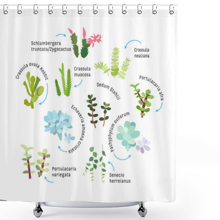 Personality  Graphic Set With Succulents Isolated On White Background. Hand Drawn Vector Illustration, Sketch. Elements For Design. Shower Curtains
