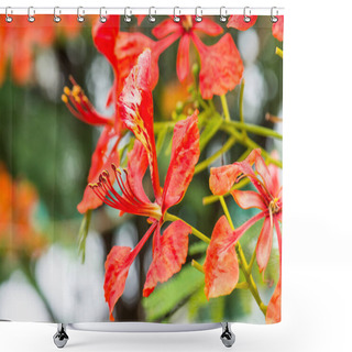 Personality  Peacock Flowers On Tree, Thailand Shower Curtains